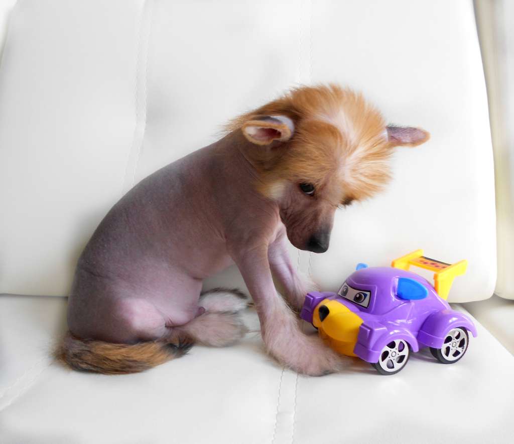 Irvina Vita Veers Maximilian