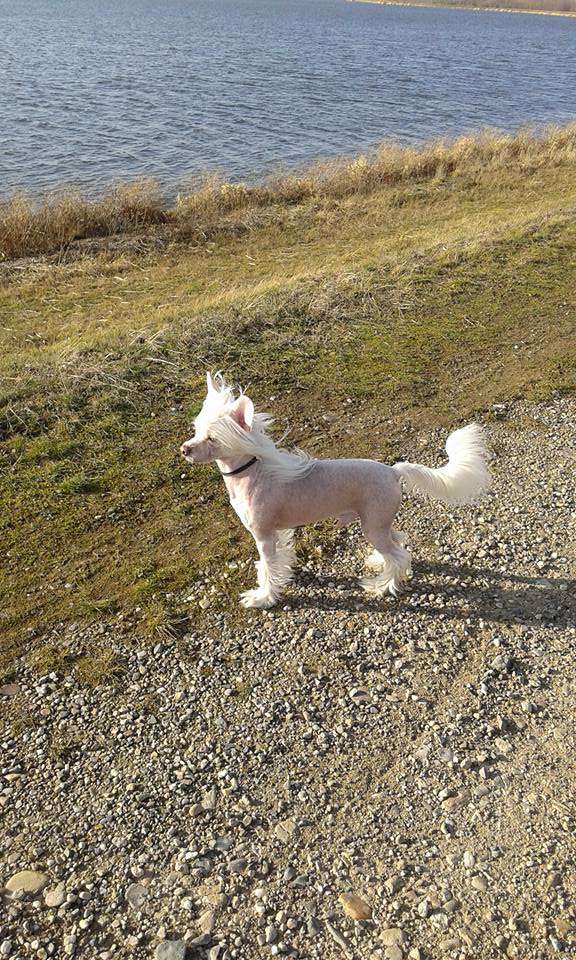 Oscar De La Renta Gattaca