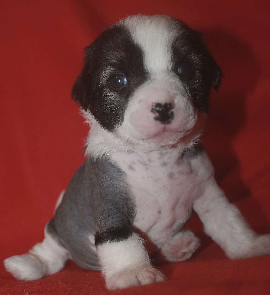 Amandus worthy of love