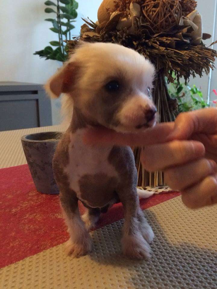 Simply Chinese Jayden