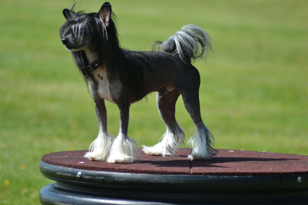 All you wanted Trick or Treat