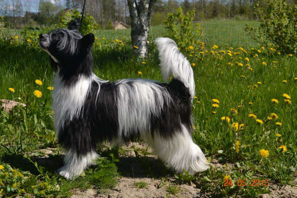 Miinuksen Brontosaurus