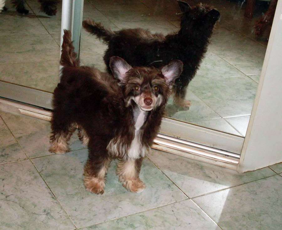 Charuyuschiy Soblazn Hanik