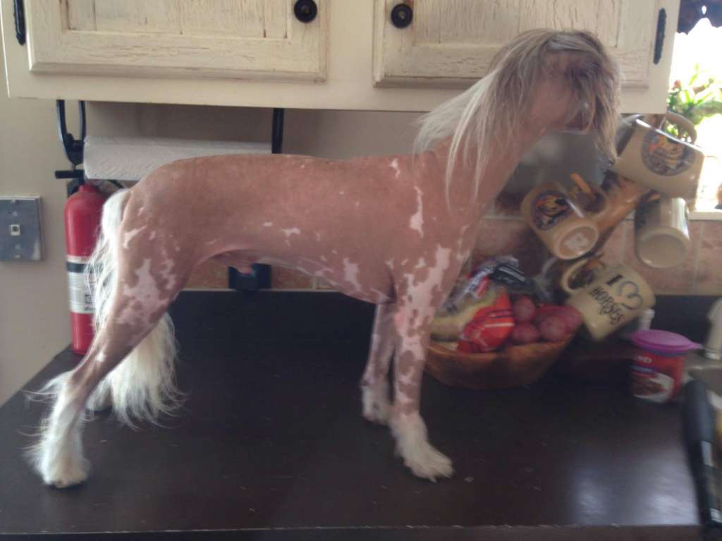 Tucker's Chase'N Tail