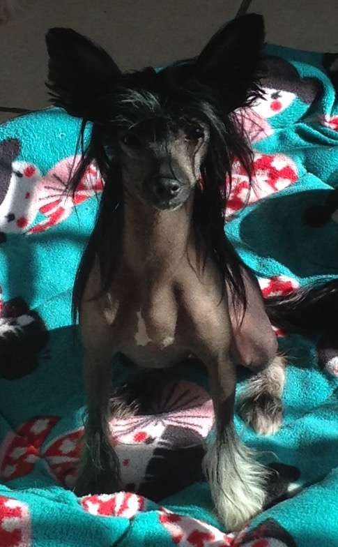 Altacrest's Something in the Way She Moves