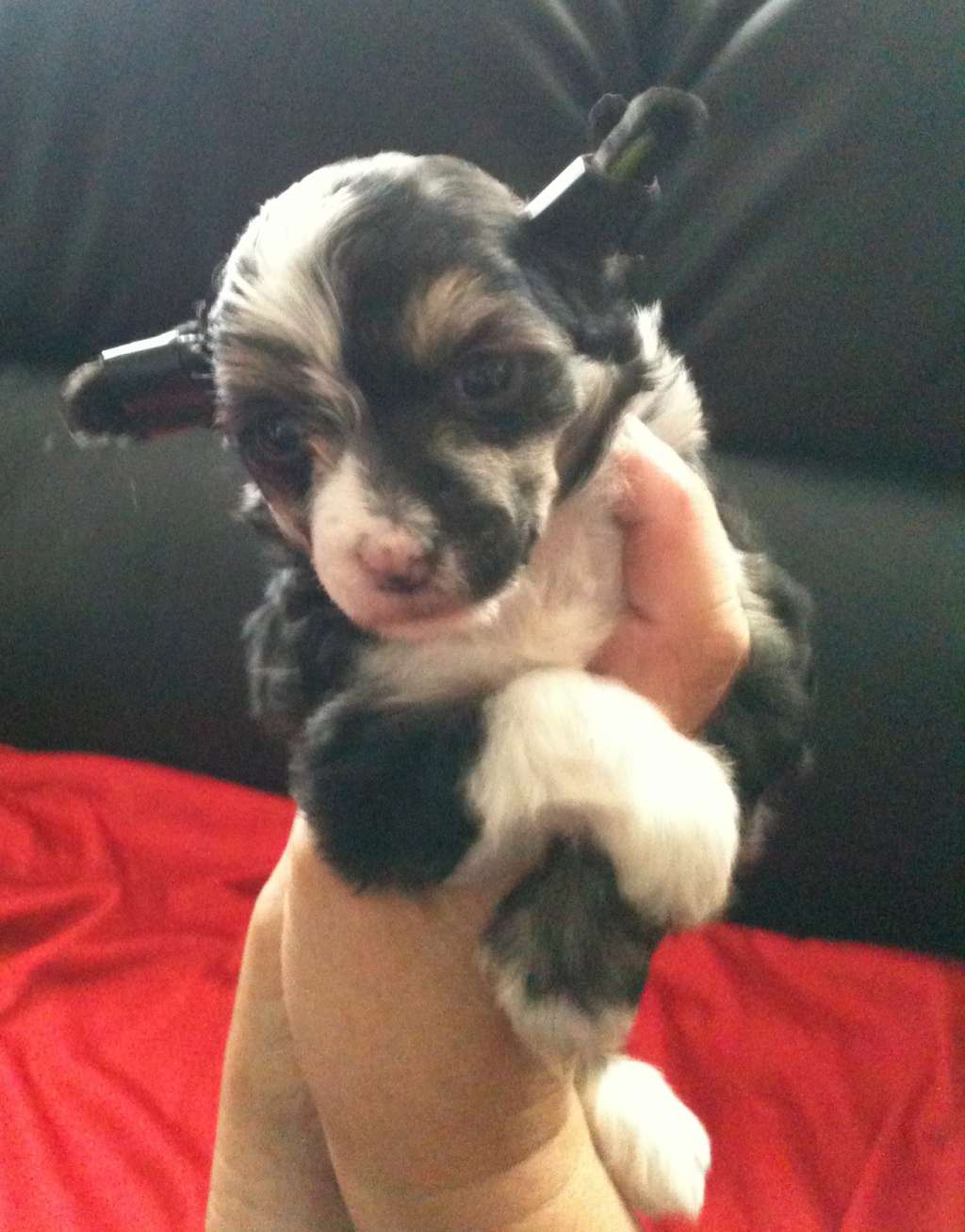 Chinese Delight Azita