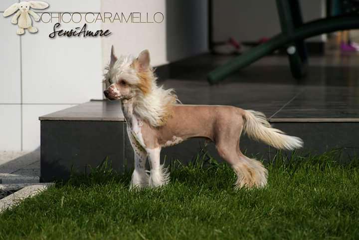 Chico Caramello Sensiamore