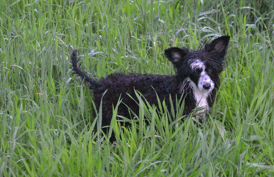 Bryelis Dark Knight for Ynchreenoo NAF TAF