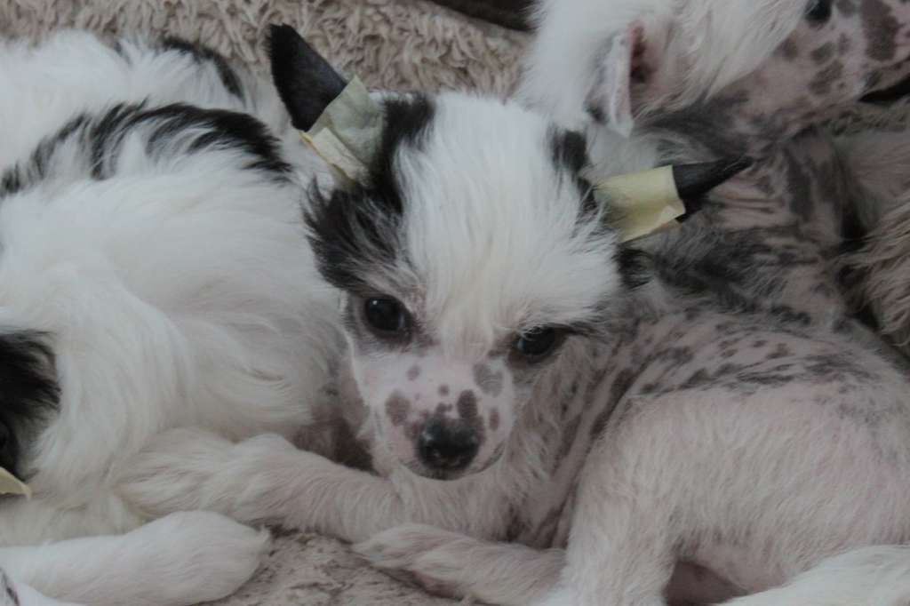 Allegranden Deal With It