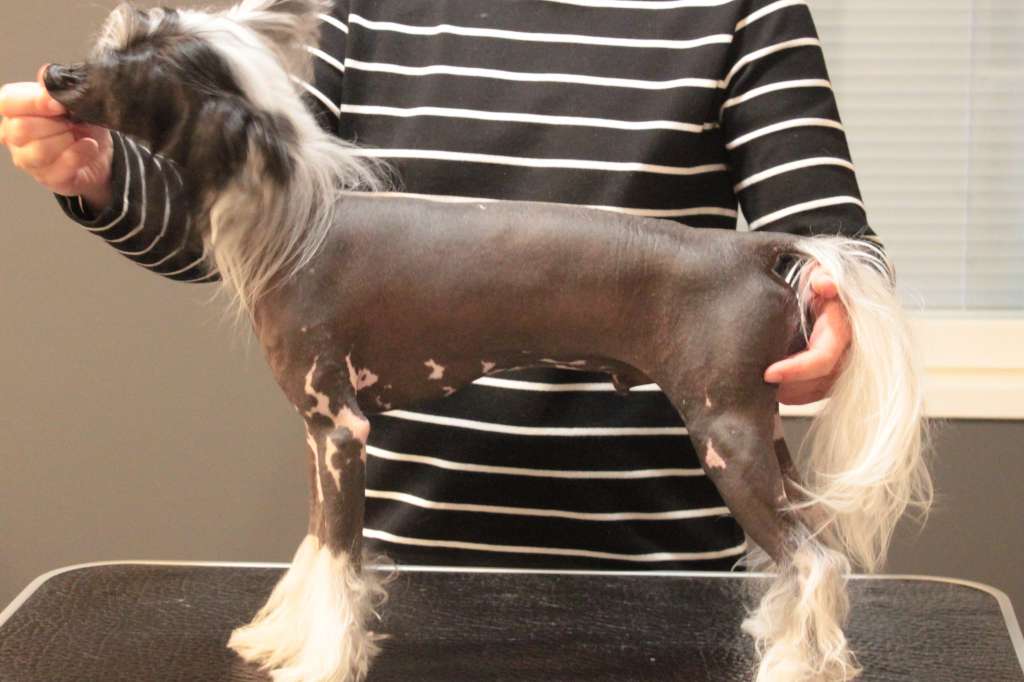 Allegranden Delirium Of Joy