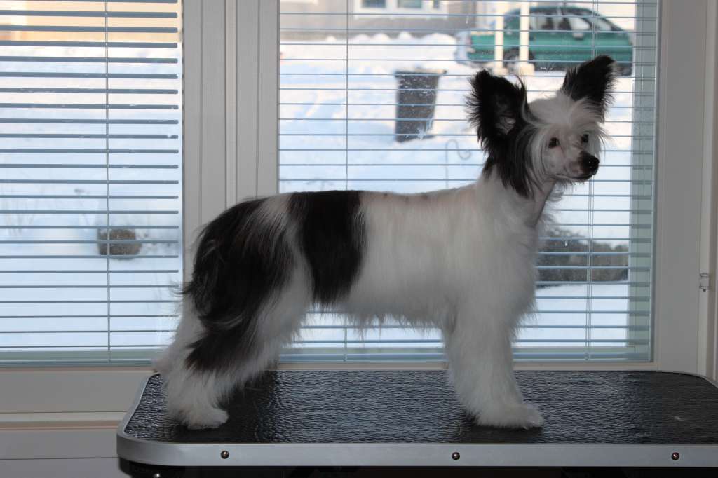 Allegranden Dear Darlin'