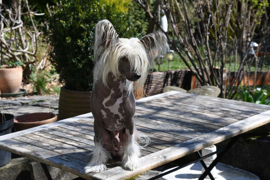 Cute Goblins Rum Tum Tugger