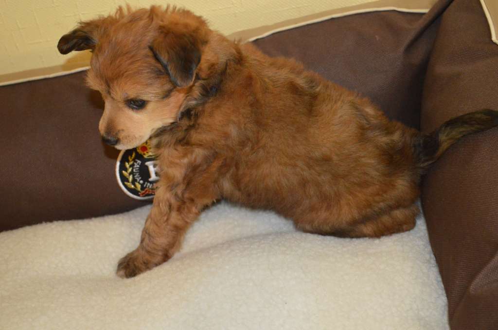 Ogni Stolitsy Eseniya