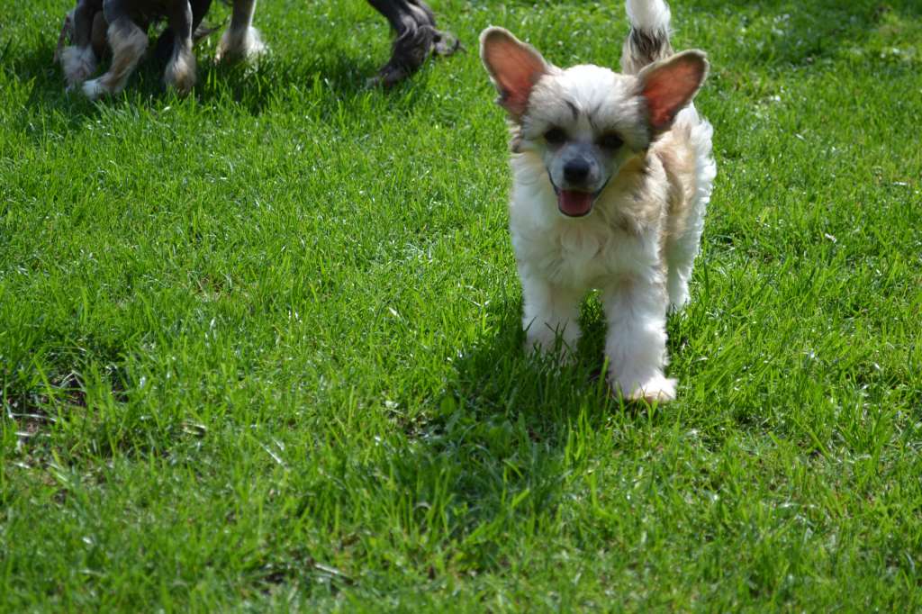 Charming Treasure's Dark 'n fluffy