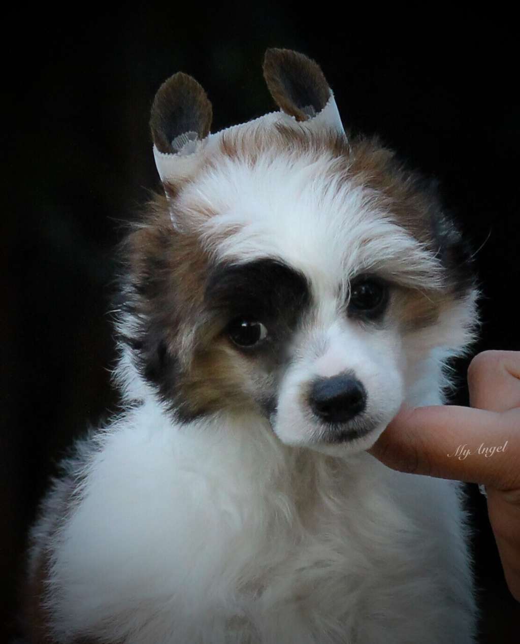 MyAngel in Wonderland