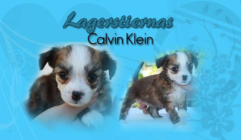 Lagerstiernas Calvin Klein