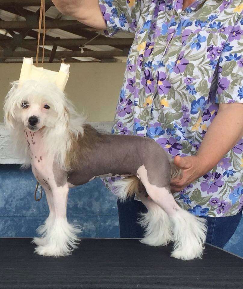 Famous Sweet Dream Baby By Angel Wings