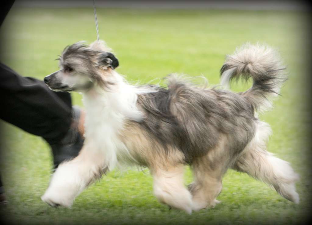 Glanore All Puffed Up