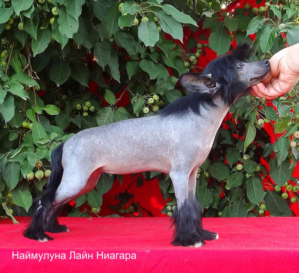 Naimuluna Line Niagara