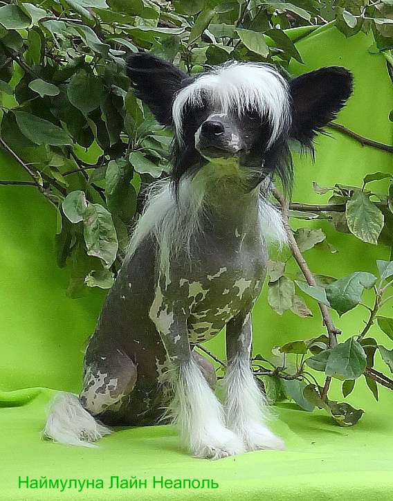 Naimuluna Line Neapol