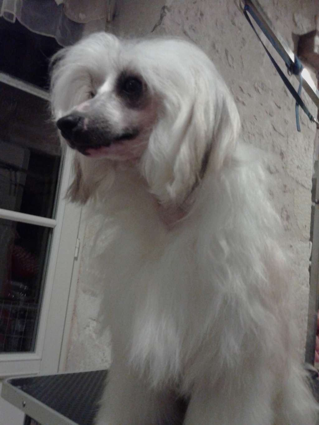 Invictus Nelson de l'Alpha d'Abydos