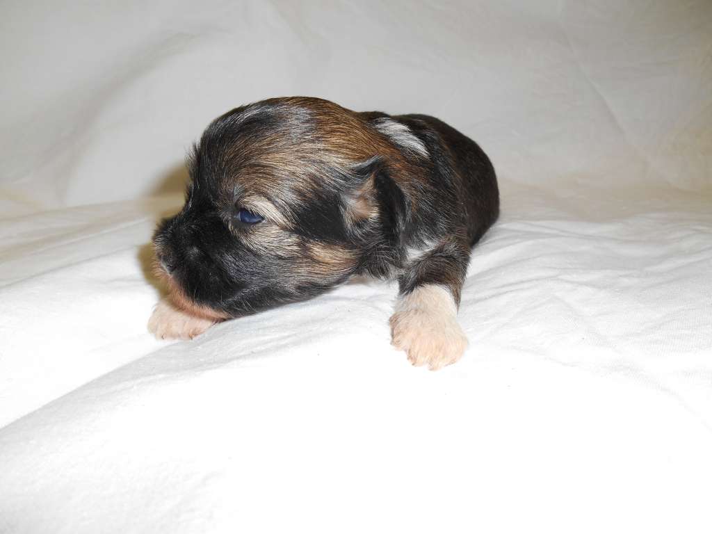 Birchvolgyi - Fabien la hombre