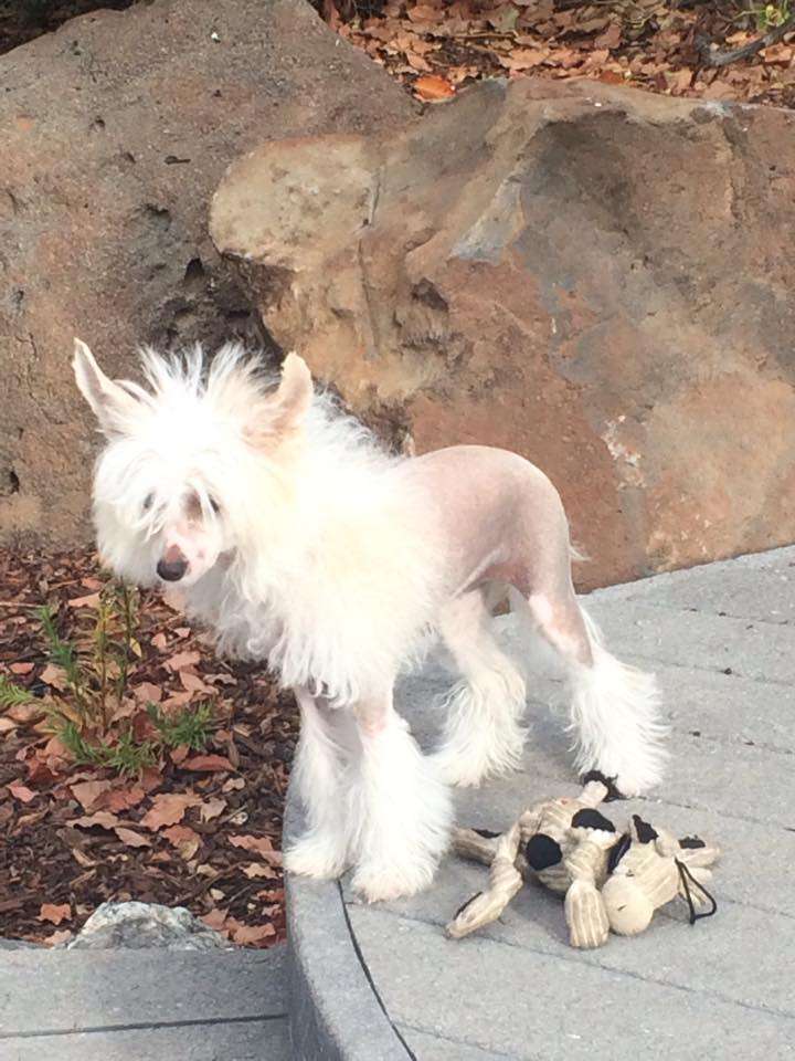 Magic Cresteds Artemis Angel of Joy Goddess of Moo