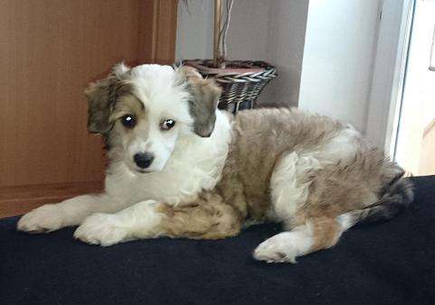 C'helsie cherfull ar Arenis Marri