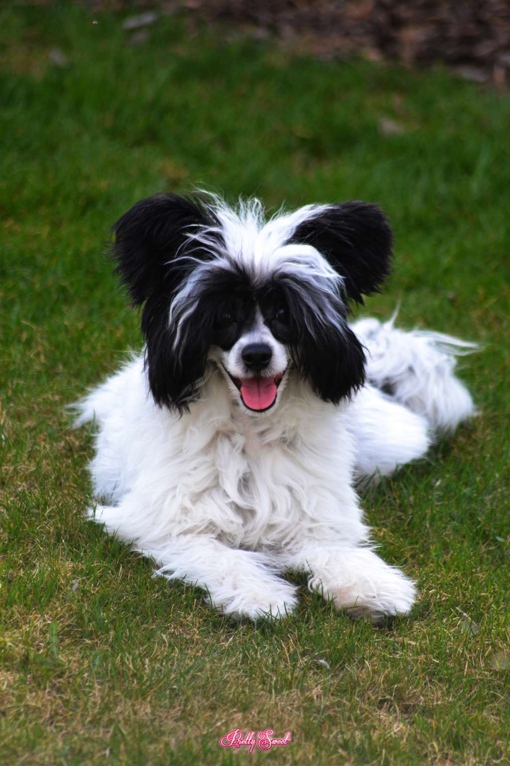 Cookie Bear Pretty Sweet