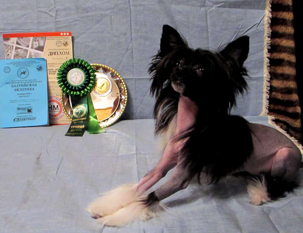 Evra Leone Beliveau Ai Kyon Fly