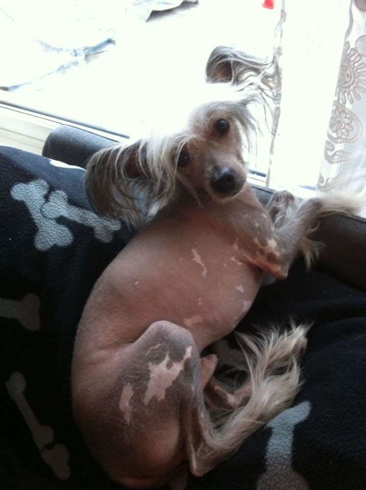 Lixima's Drive The Pedal To The Metal