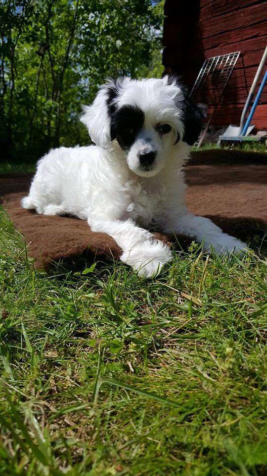 Bellatrix Luckycharm Alifa