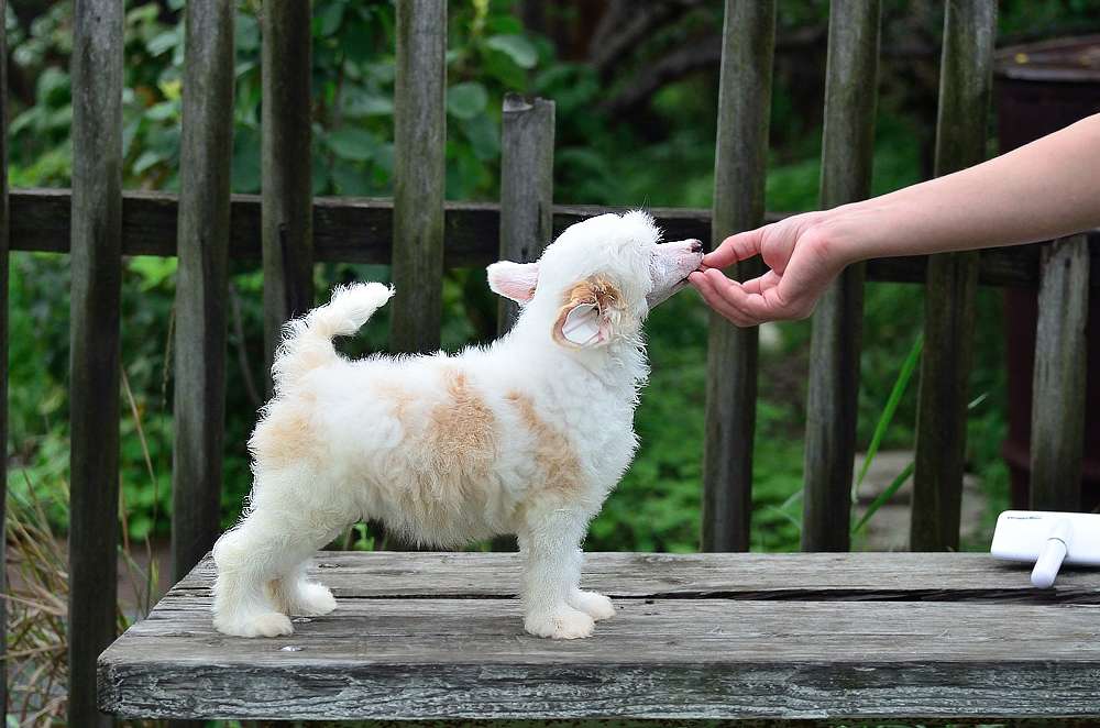 Elance Louange Nuts About You ( Lati)