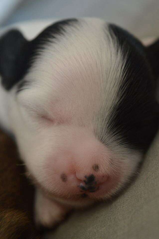 JCH Magnus Staff Love Me