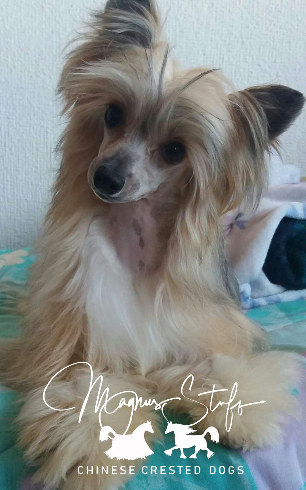 Magnus Staff Kind of Vita