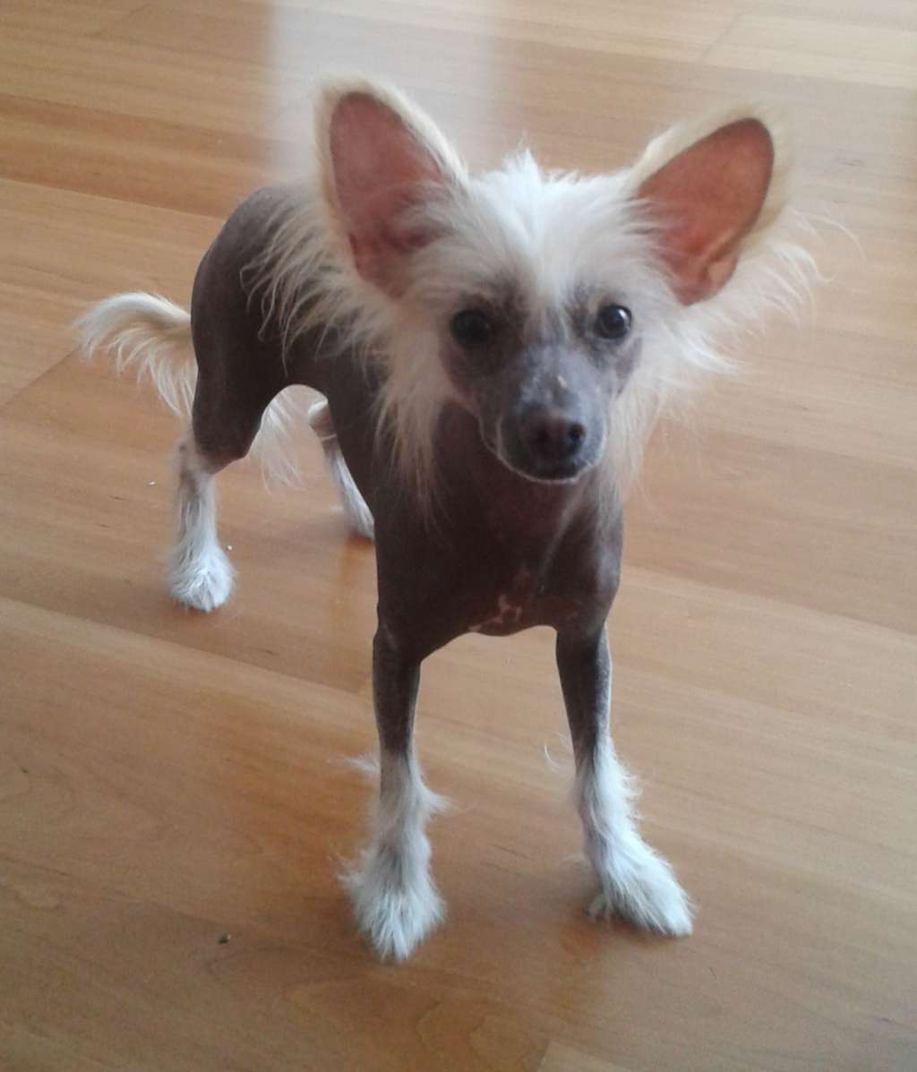 Anne Sofii   Mikeilon