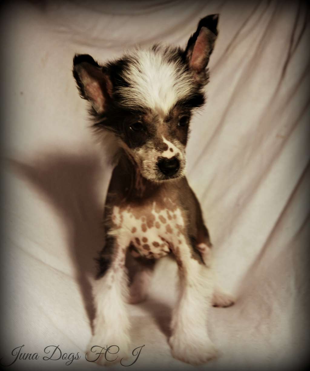 Invincible Idaho Juna Dogs FCI