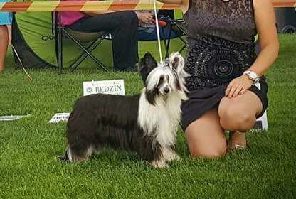 Ivory Glory Juna Dogs FCI