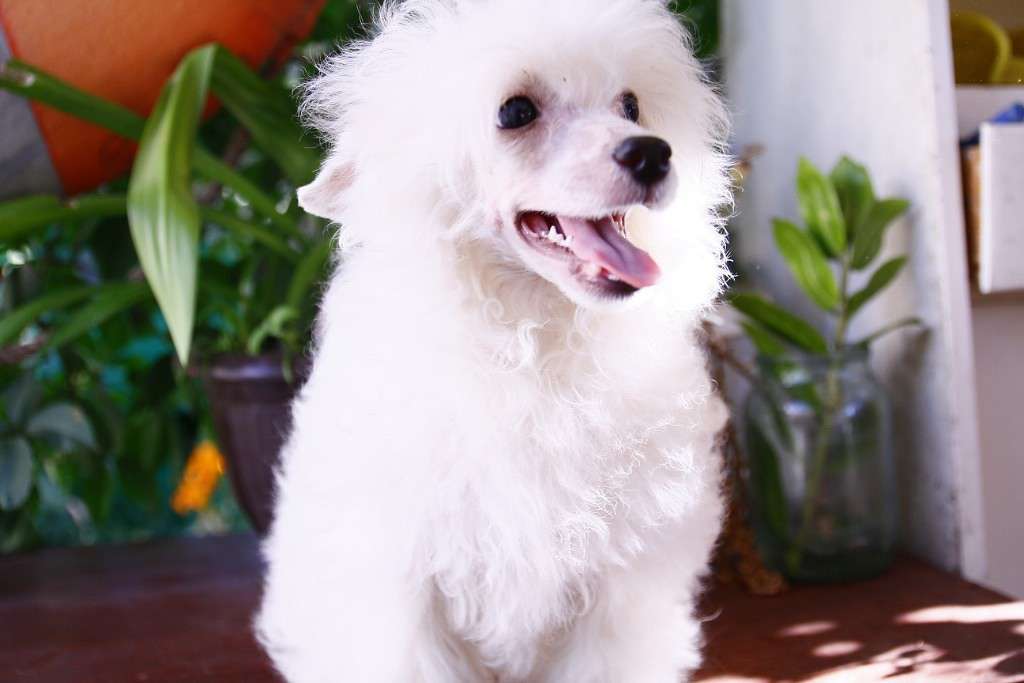 Gospoja Udacha Dneprovskoye Solntse