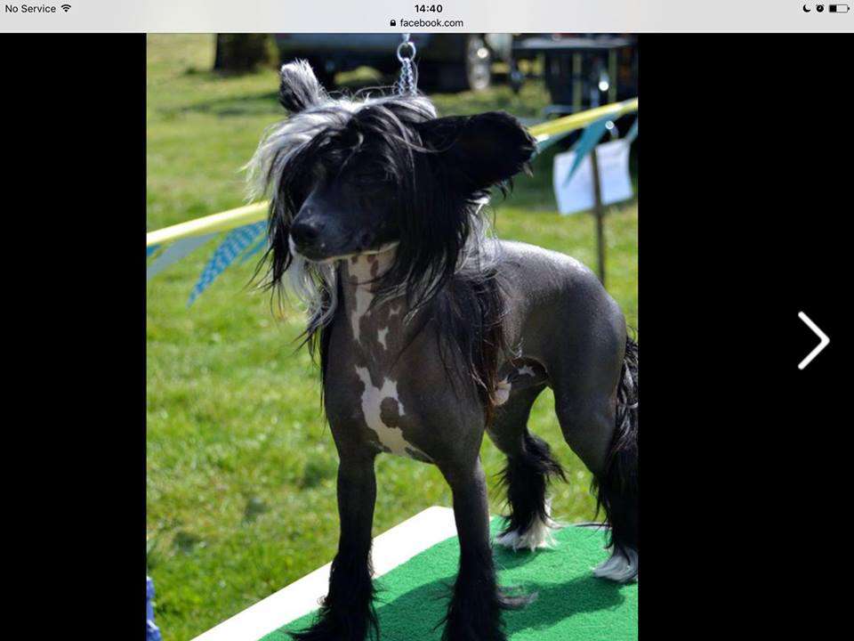 X Factor Dom Risorto