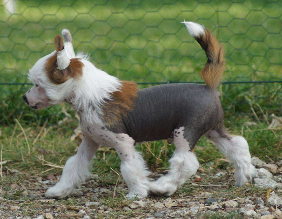 Narcyz Olesnicki Brodacz