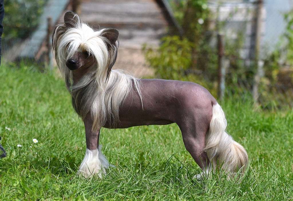 Just One Original Jemalle