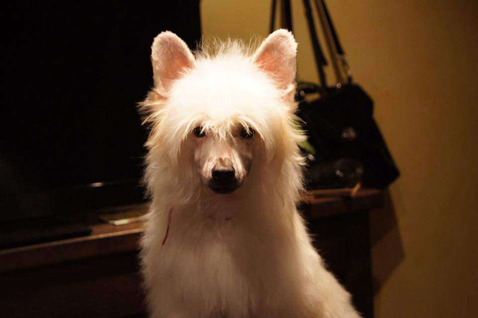 Sol'tanto Gorgonzola Dop