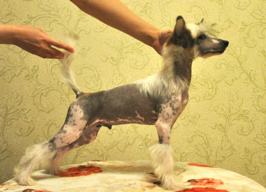 Crystal Soul Edelweiss Flower