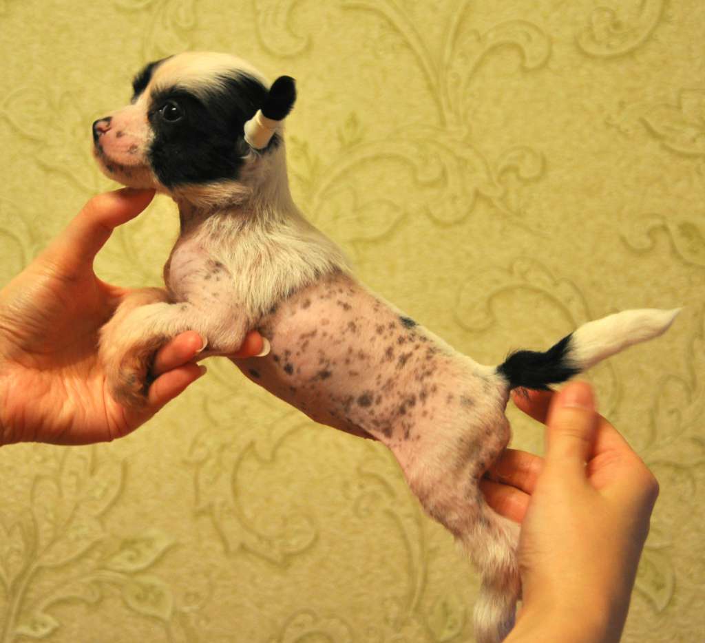 Crystal Soul Ellie May