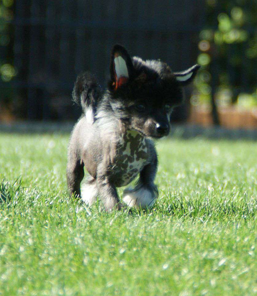 Bavaria Gold von Natelberg