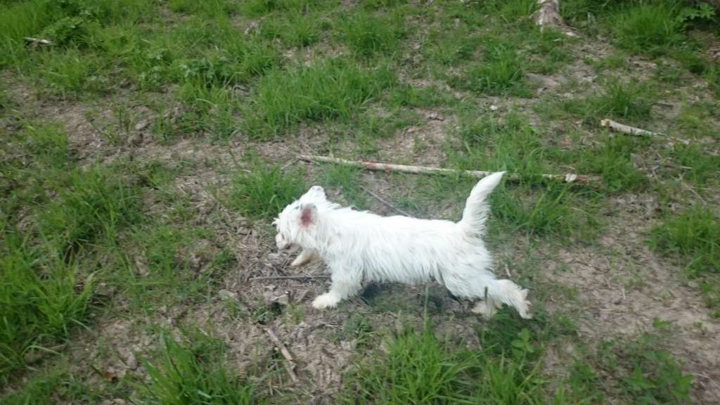 Harmony Dream Devoted witch diva