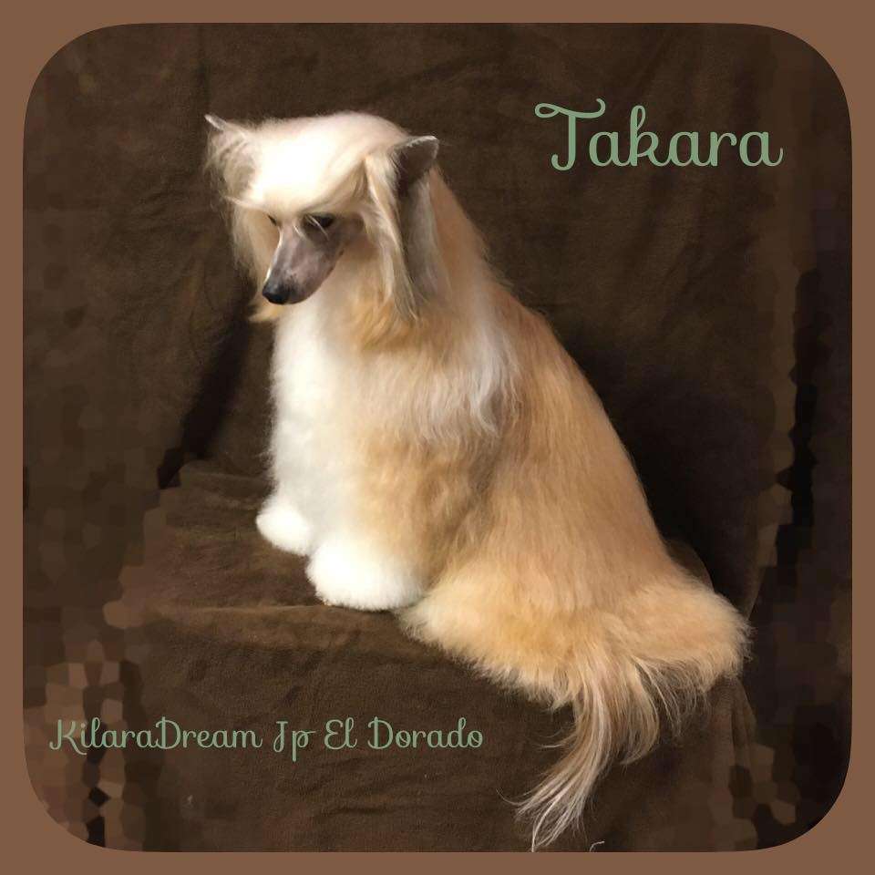 Kilara Dream Jp Eldorado