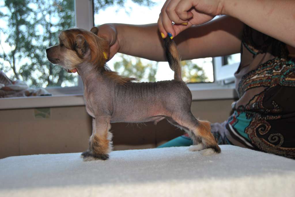 Ace Flash Royale(sale!!!)