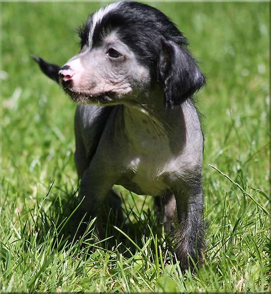 Marachinos Usain Henna